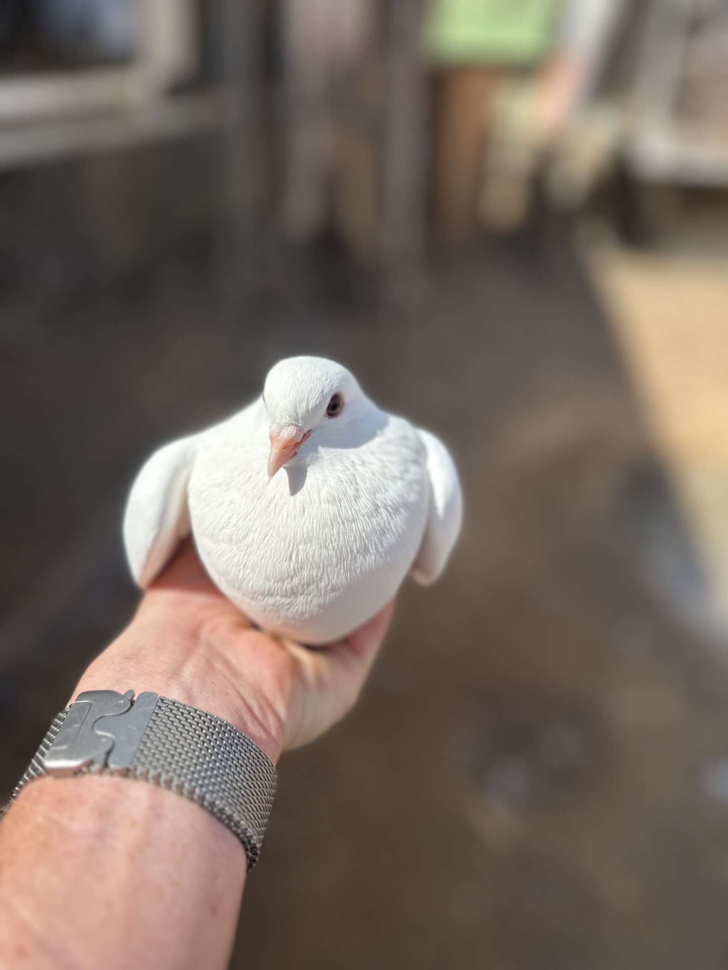 White dove held in hand at Holina Village Cyprus farm