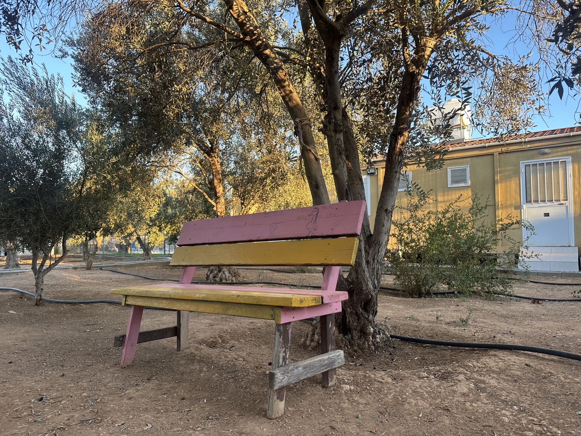 Painted bench beneath an olive tree at Holina Village Cyprus
