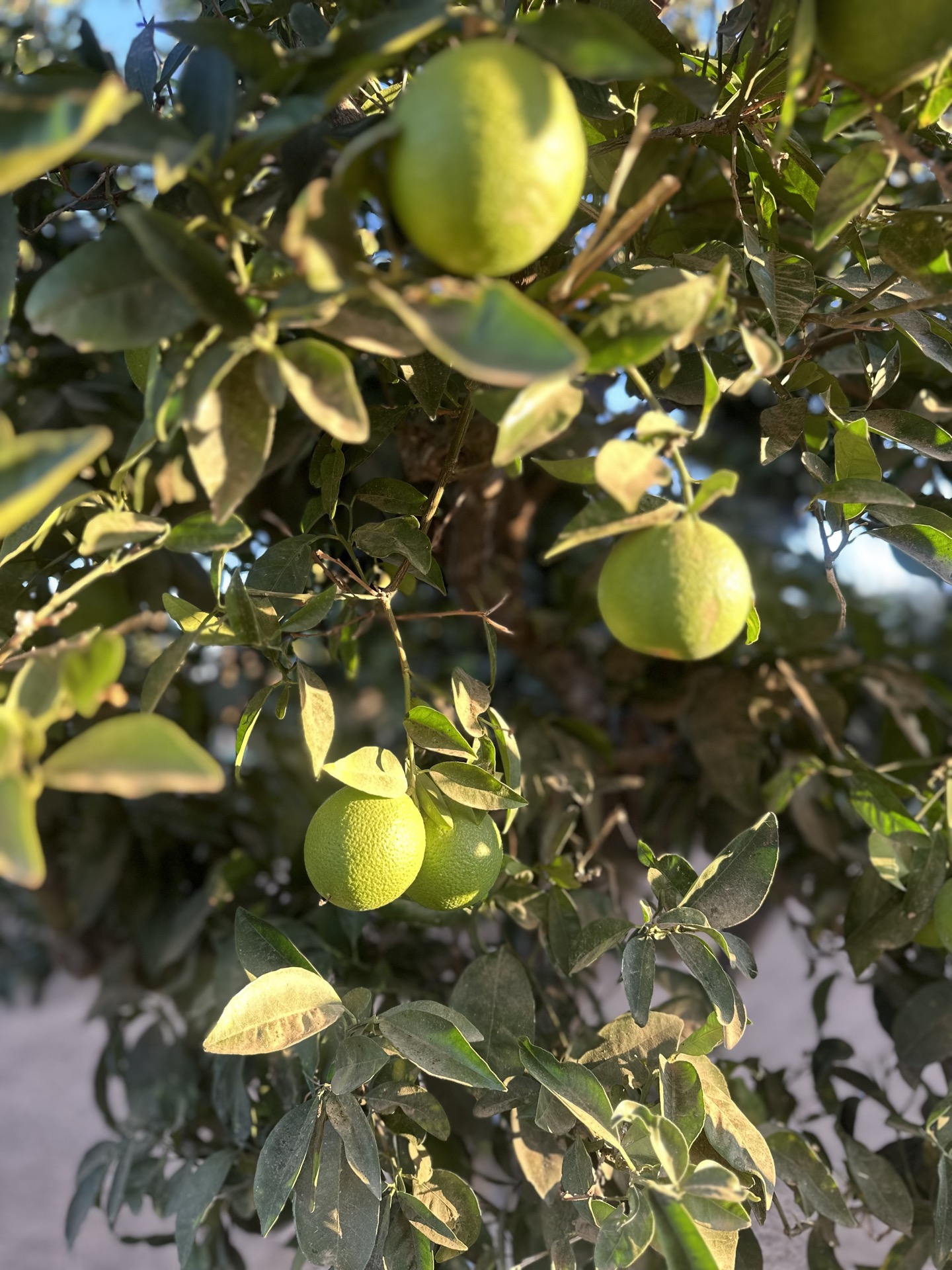 Citrus fruit growing in the orchard at Holina Village Cyprus